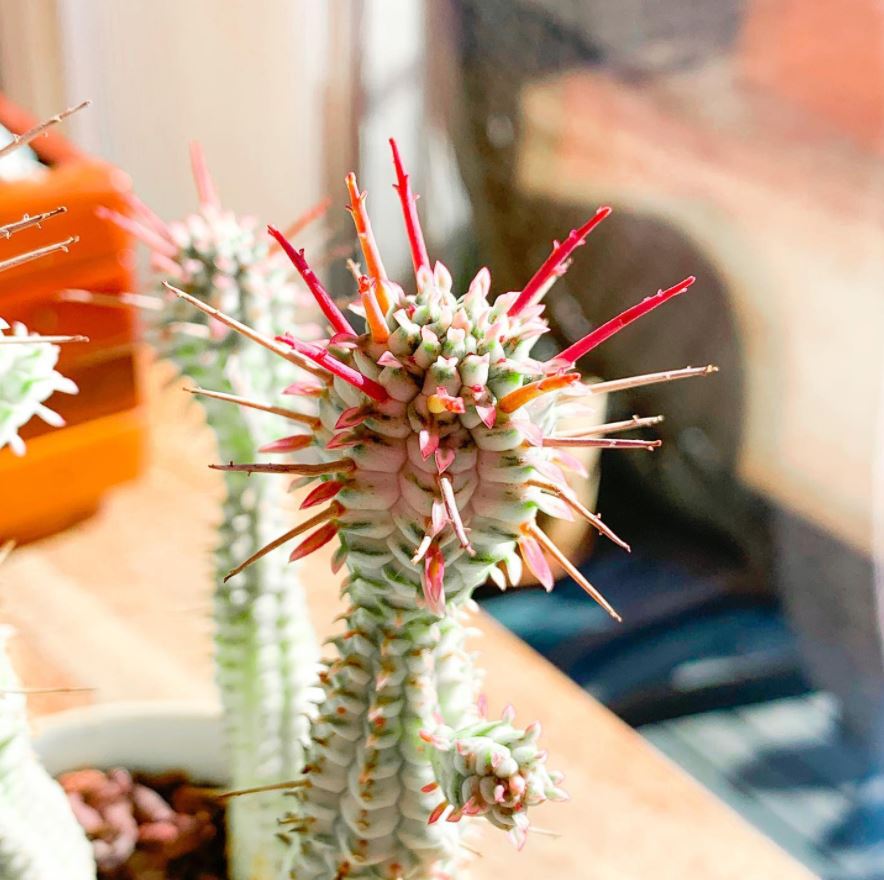 Corn Cob Cactus - Euphorbia Mammillaris 100mm