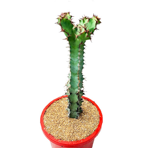 Euphorbia Coerulescens 190mm