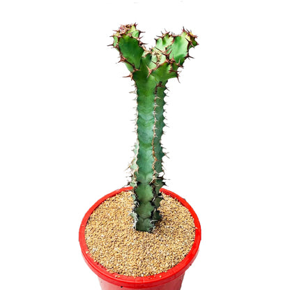 Euphorbia Coerulescens 190mm
