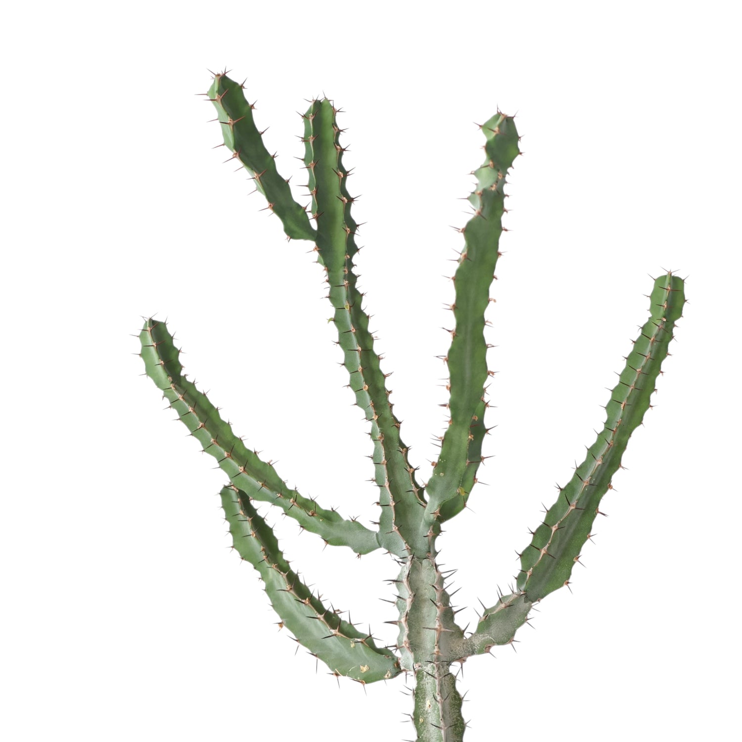 Euphorbia Coerulescens 190mm