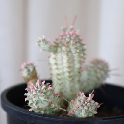 Euphorbia Mammillaris variegata white - Corn Cob Cactus 100mm