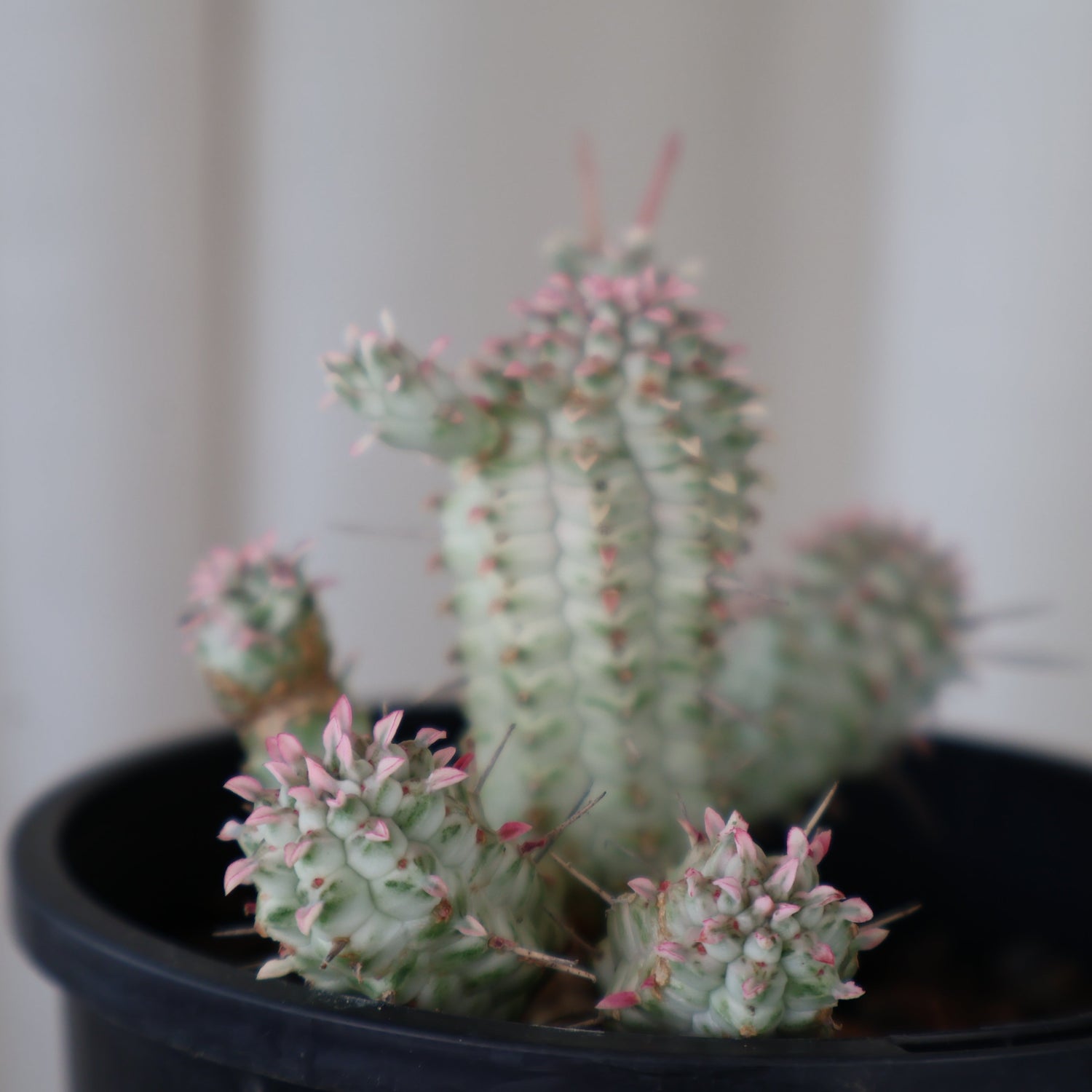 Corn Cob Cactus - Euphorbia Mammillaris variegata white 100mm