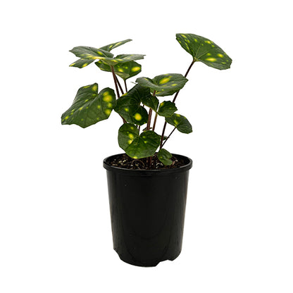 Farfugium Japonicum Aureomaculatum 100mm