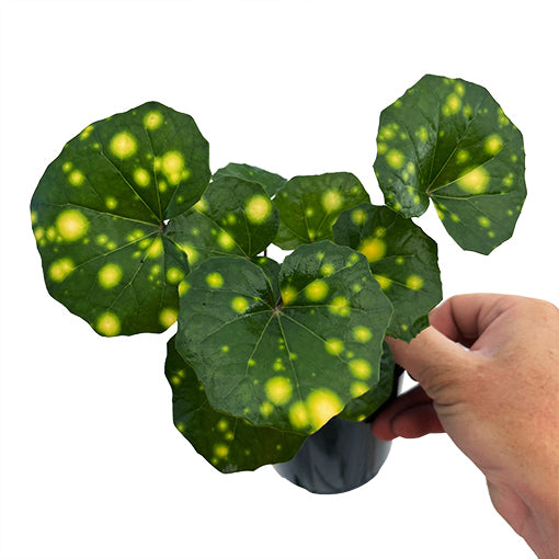 Farfugium Japonicum Aureomaculatum 100mm