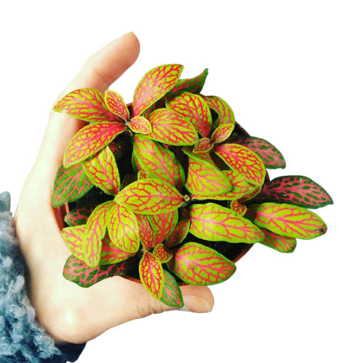 Fittonia Skeleton - Nerve plant 70mm