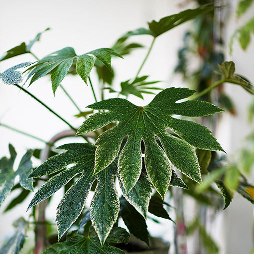 Fatsia japonica - Spider Web 200mm