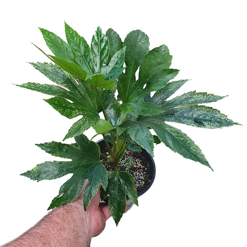 Fatsia japonica - Spider Web 200mm