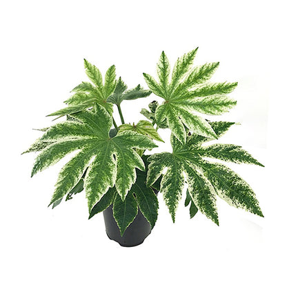 Fatsia japonica - Spider Web 200mm