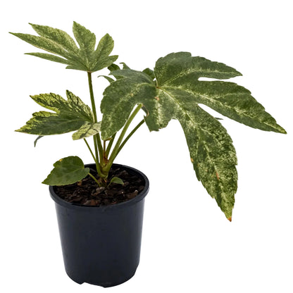 Fatsia Japonica Spiders Web 100mm