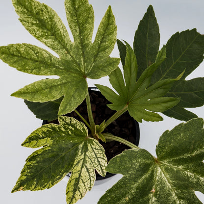 Fatsia Japonica Spiders Web 100mm