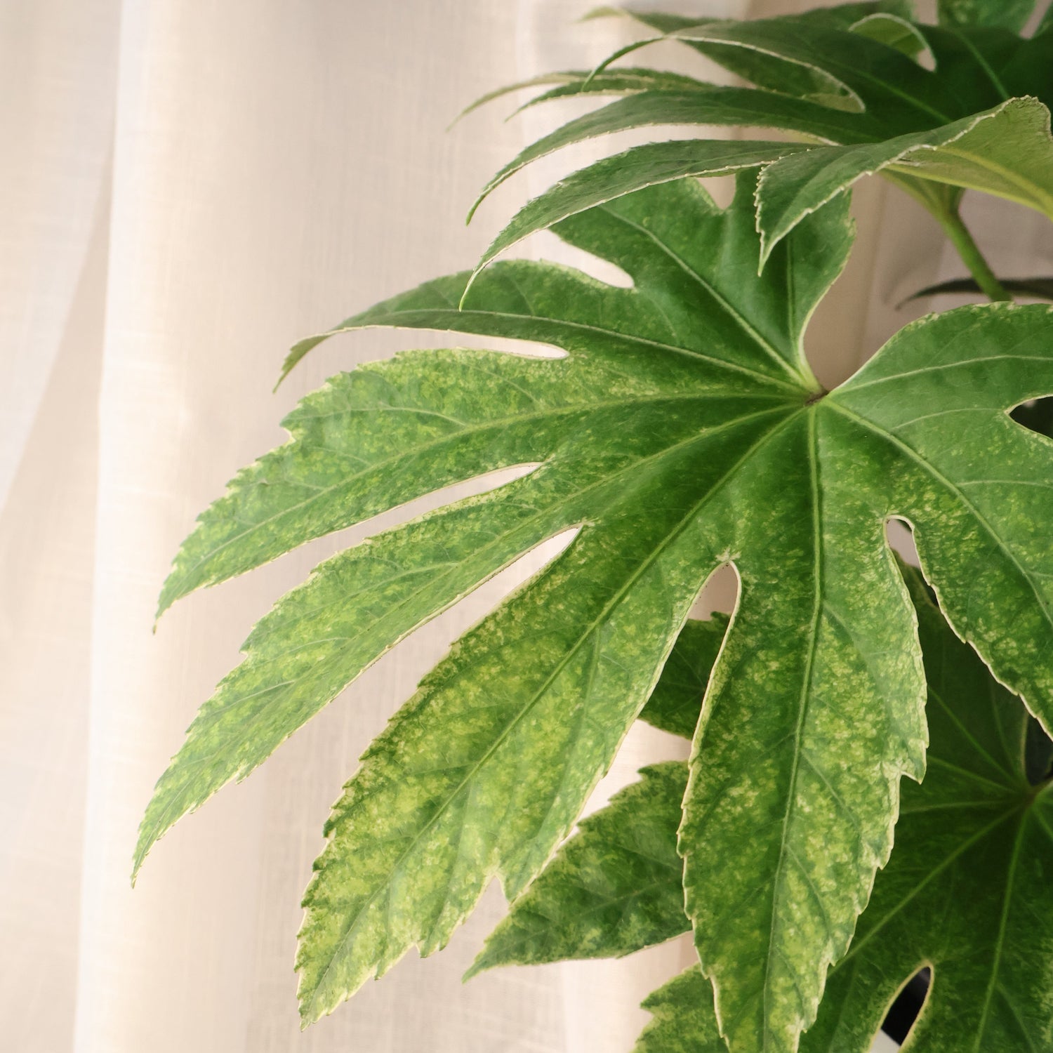 Fatsia japonica - Spider Web 200mm