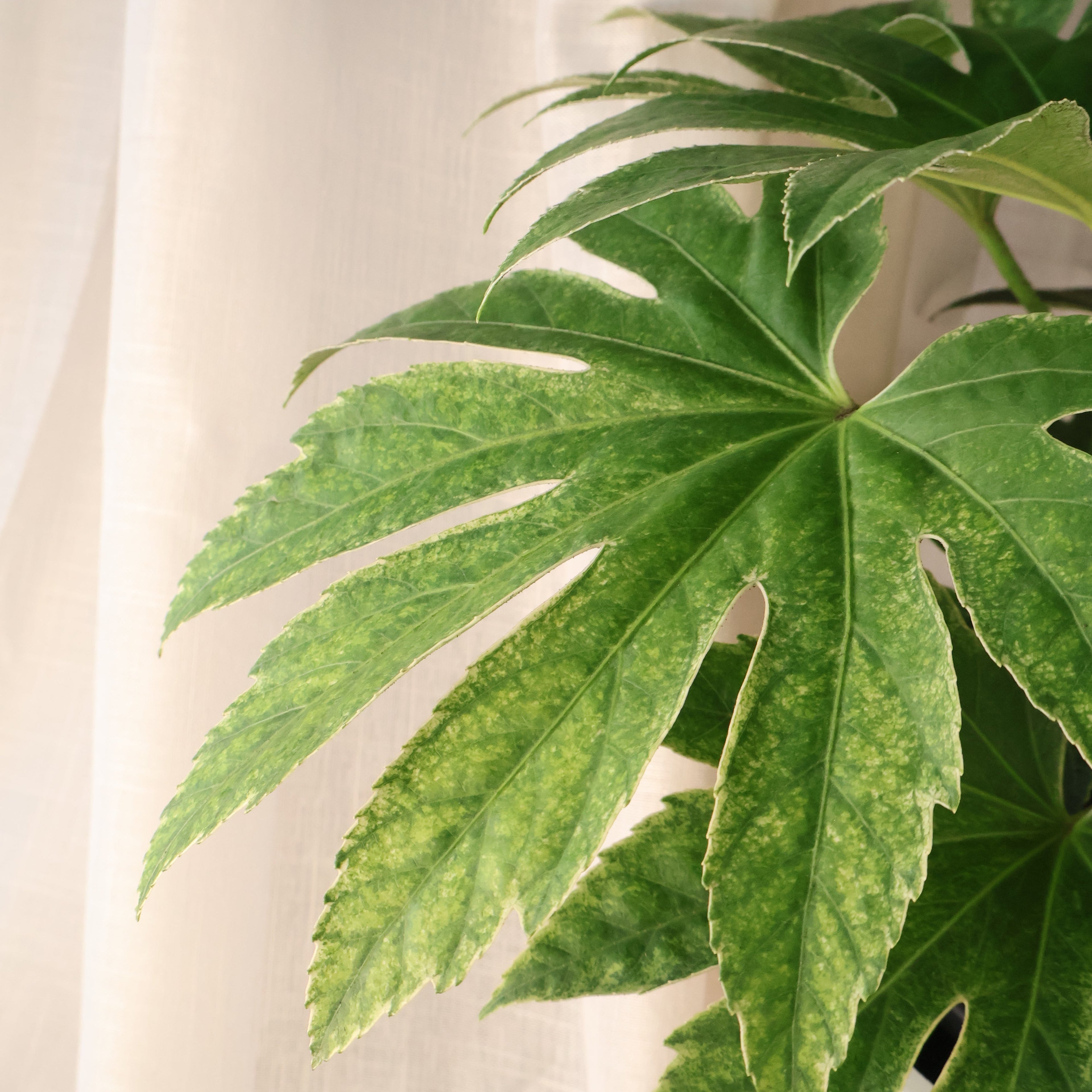 Fatsia japonica - Spider Web 200mm