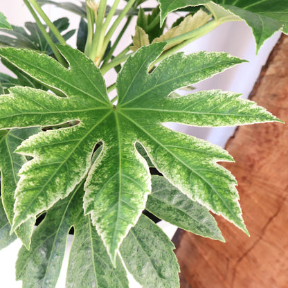 Fatsia Japonica Spiders Web 100mm