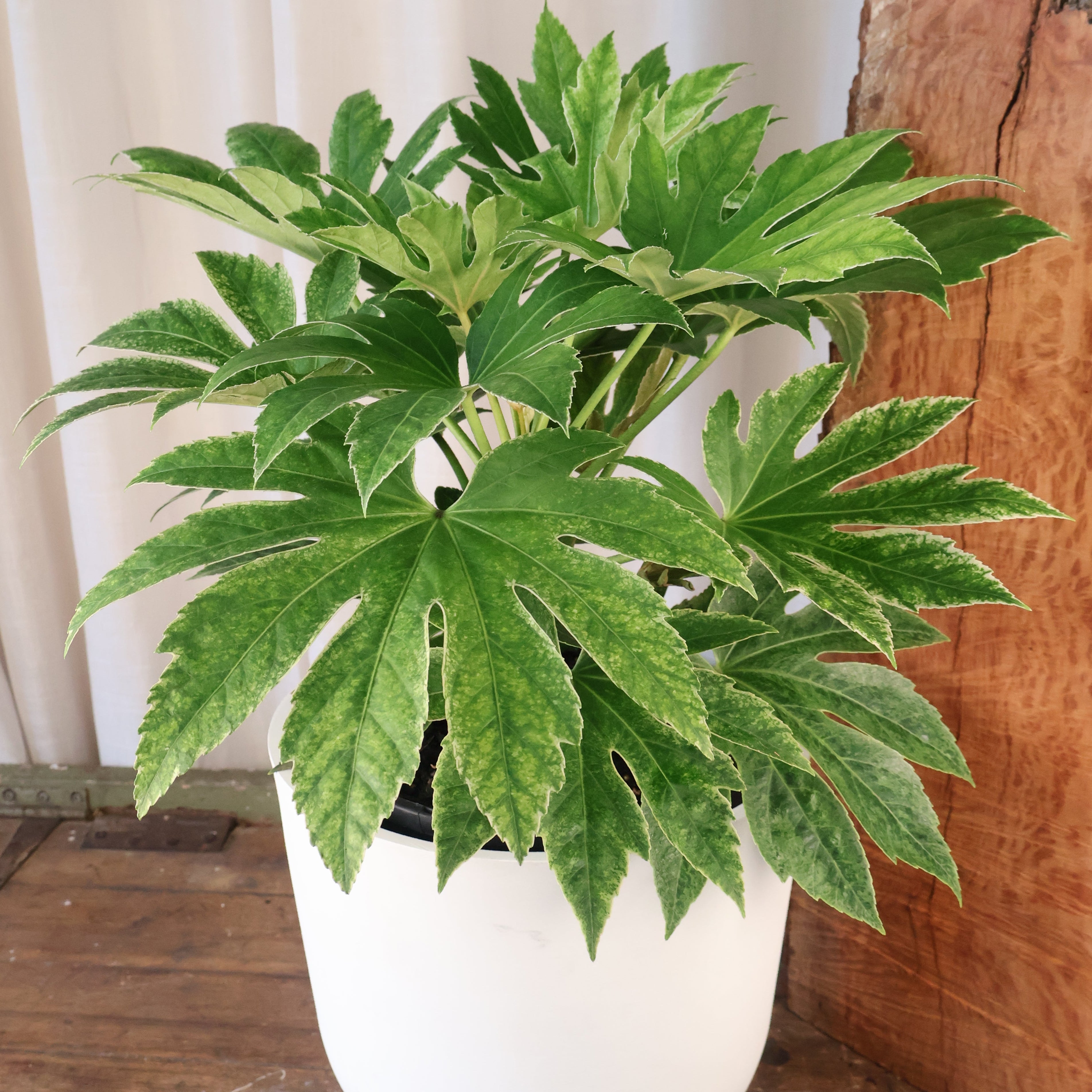 Fatsia japonica - Spider Web 200mm