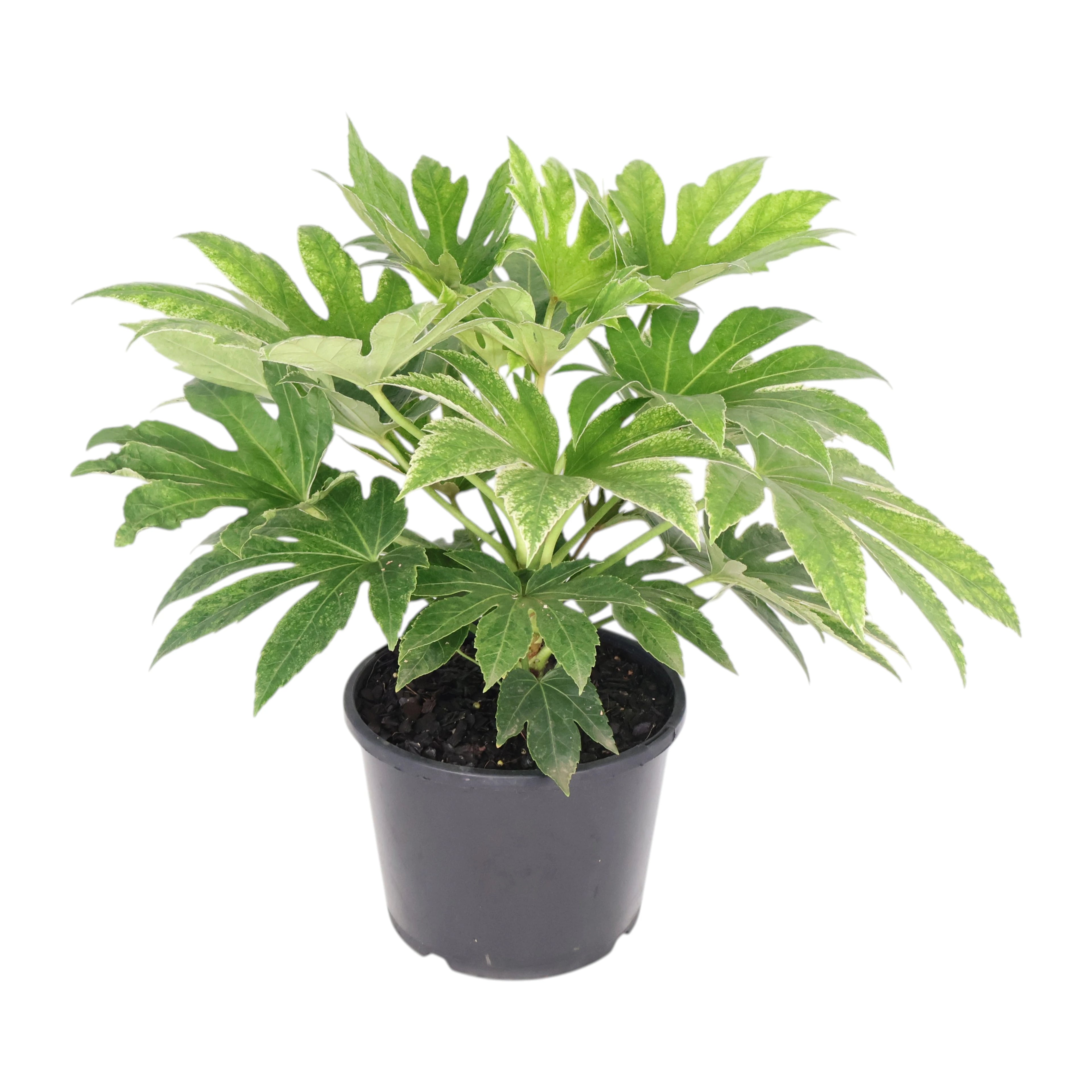 Fatsia japonica - Spider Web 200mm