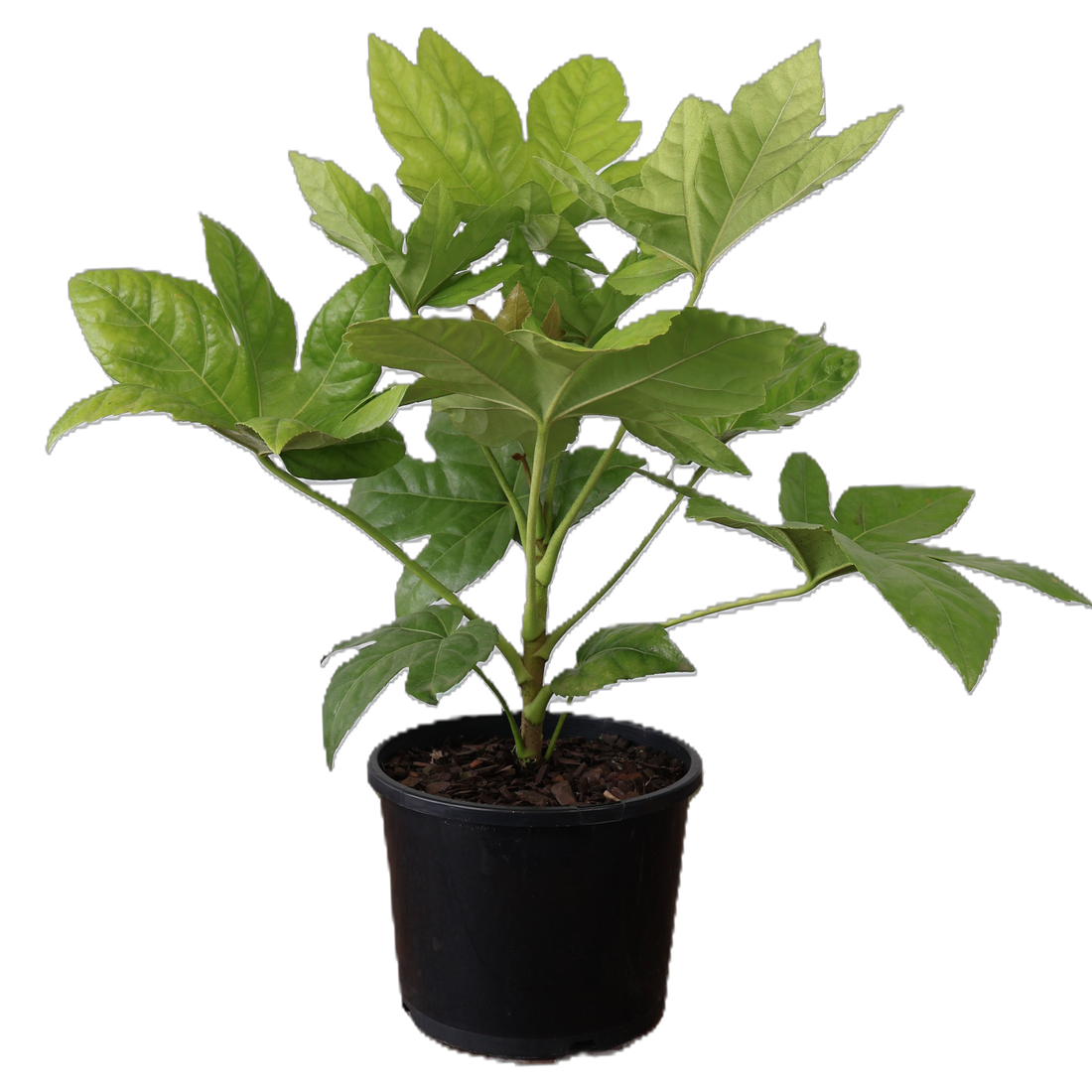 Fatsia Japonica 200mm