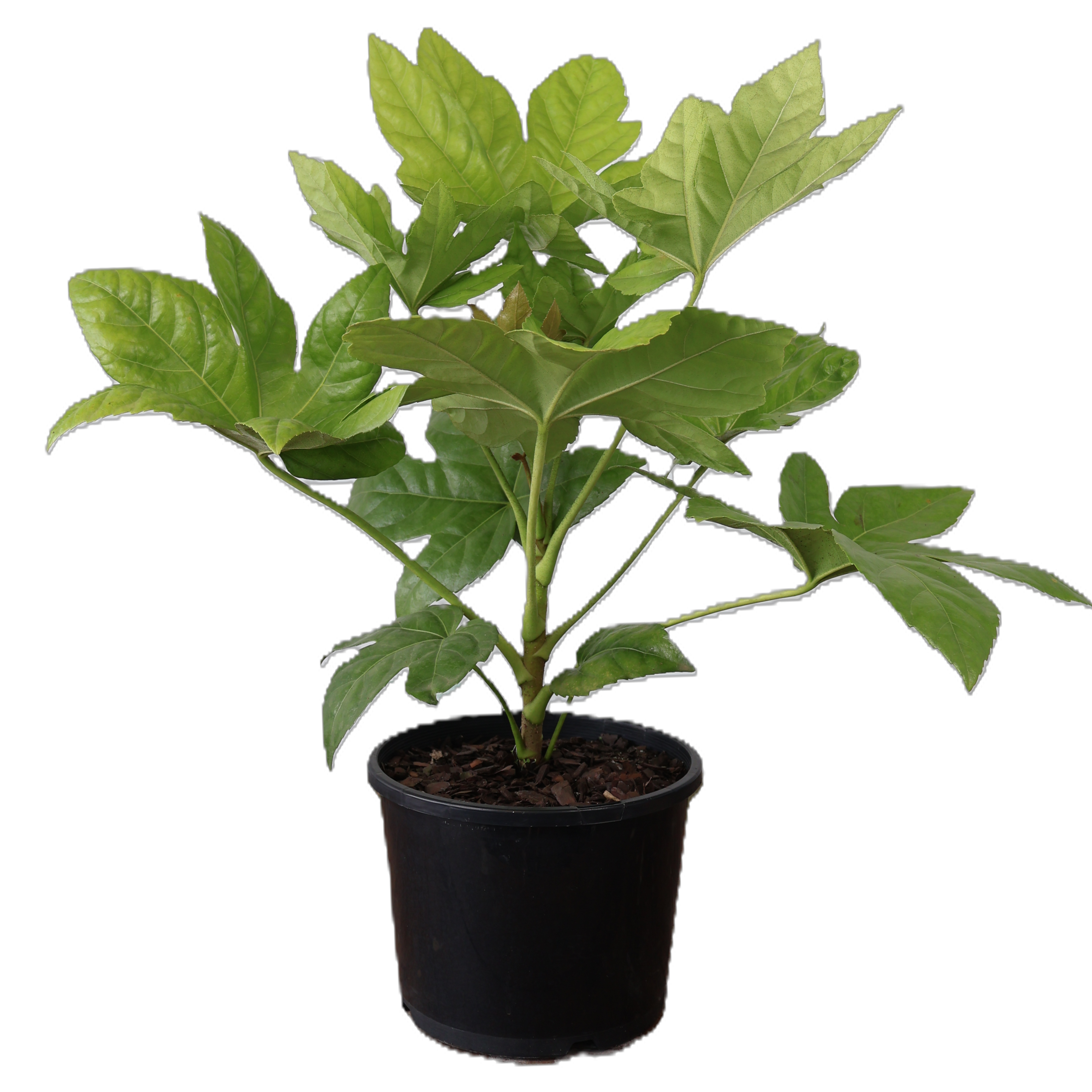 Fatsia Japonica 200mm
