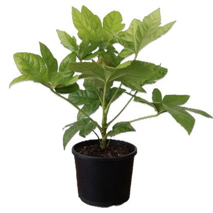 Fatsia Japonica 200mm