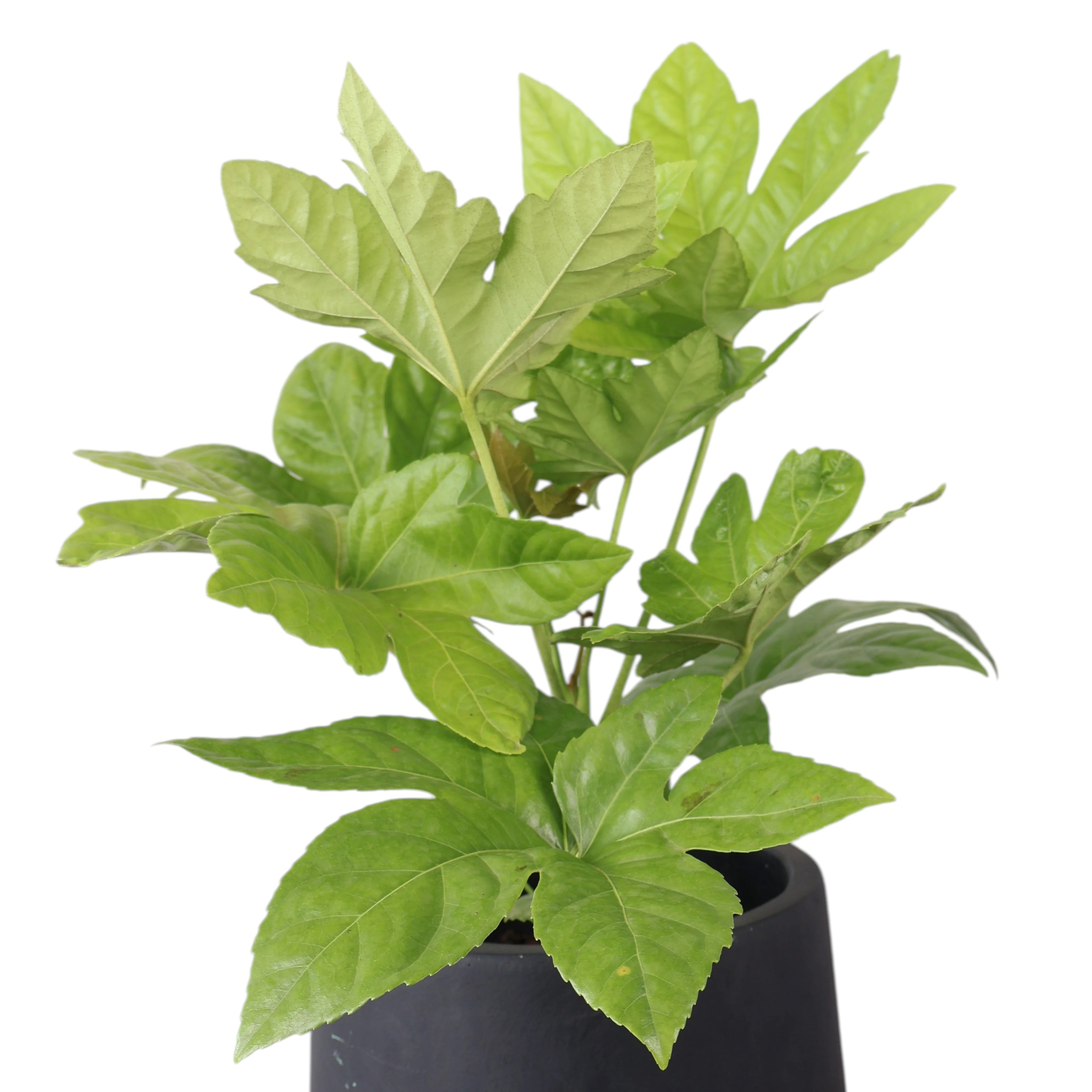 Fatsia Japonica 200mm