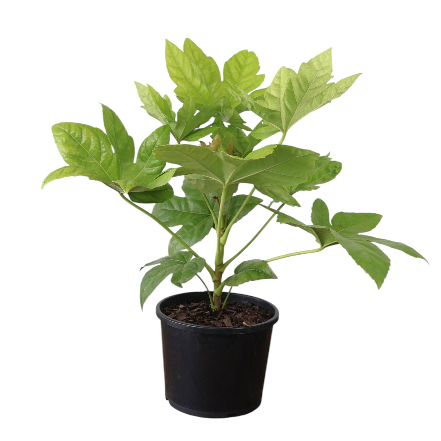 Fatsia Japonica 200mm