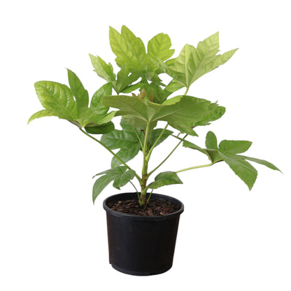 Fatsia Japonica 200mm