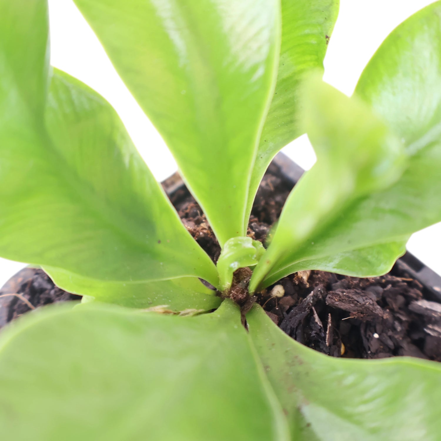 Fern Asplenium - Cobra Fern 70mm