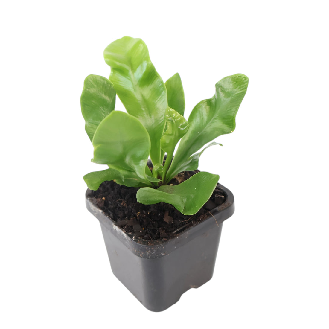 Fern Asplenium - Cobra Fern 70mm