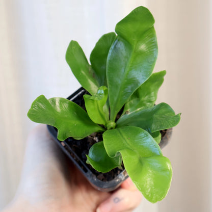 Fern Asplenium - Cobra Fern 70mm