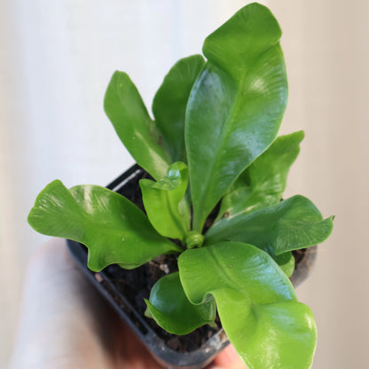 Fern Asplenium - Cobra Fern 70mm