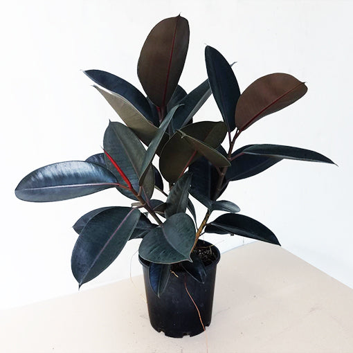 Ficus Burgundy 200mm