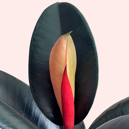 Ficus Burgundy 200mm