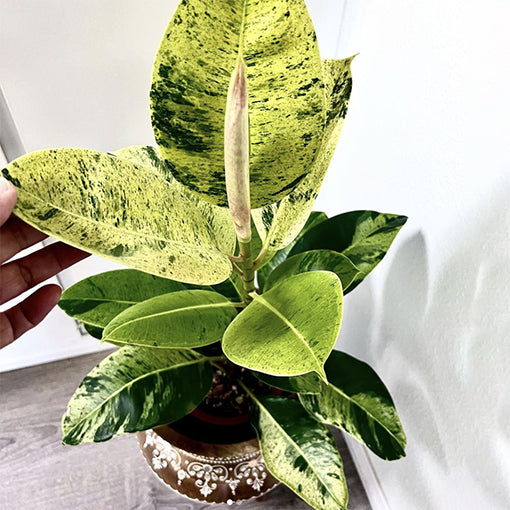 Ficus Shivierana 140mm