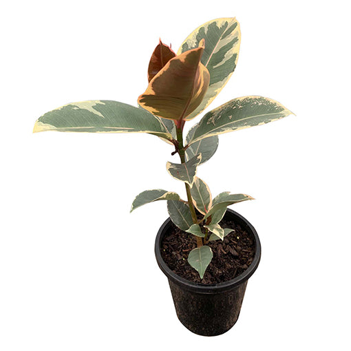 Ficus Tineke - Variegated Rubber Plant 200mm