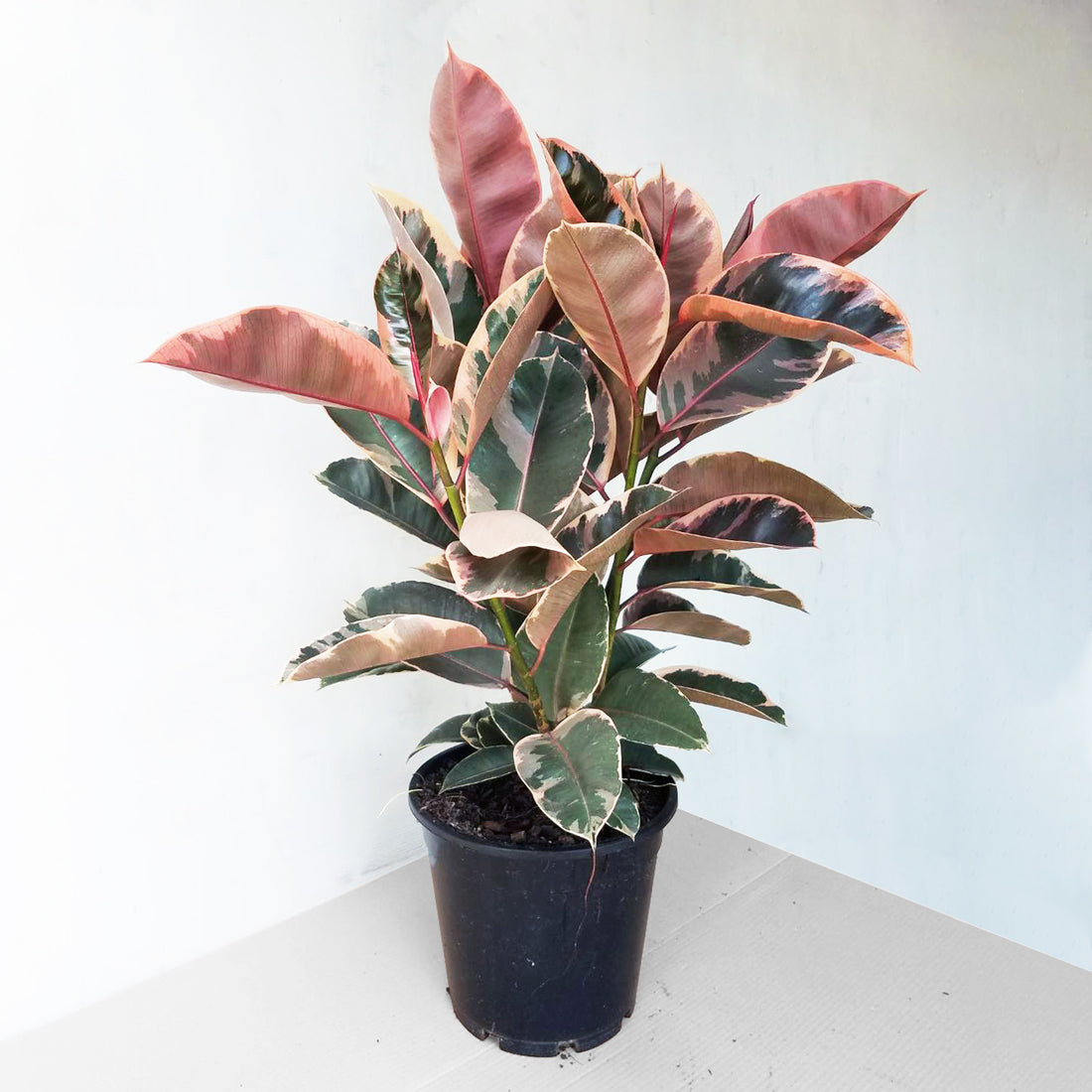 Rubber Plant - Ficus Ruby 200mm