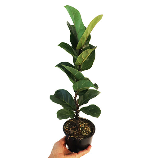 Ficus Lyrata &