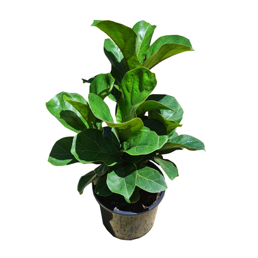 Ficus Lyrata Bambino 200mm