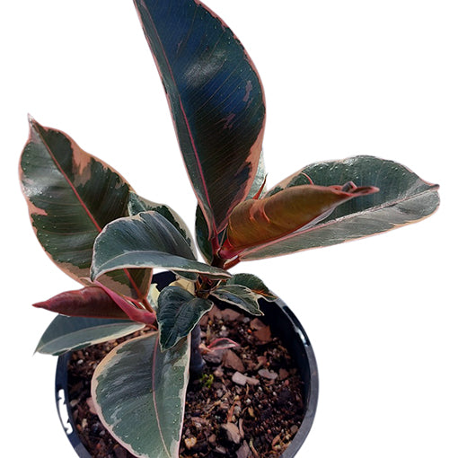 Ficus Elastica Ruby - Rubber Plant 120mm