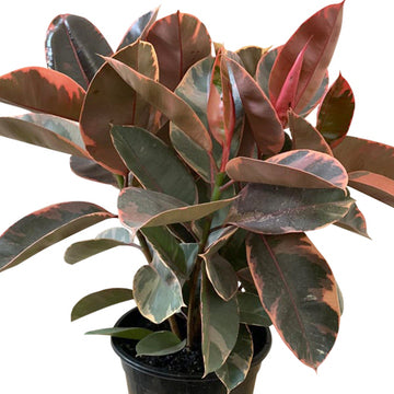 Rubber Plant - Ficus Ruby 200mm
