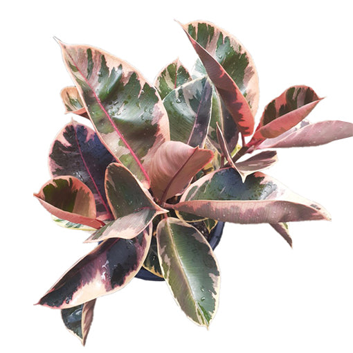 Rubber Plant - Ficus Ruby 200mm