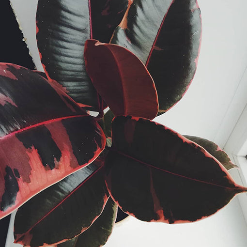 Ficus Elastica Ruby - Rubber Plant 120mm