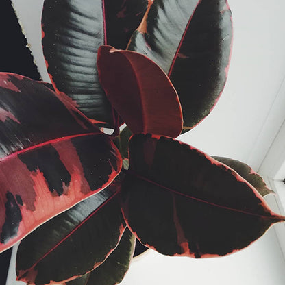 Ficus Elastica Ruby - Rubber Plant 120mm