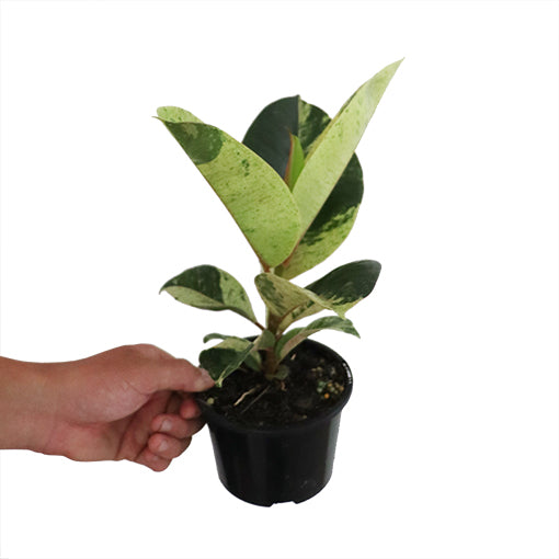 Ficus Shivierana 140mm