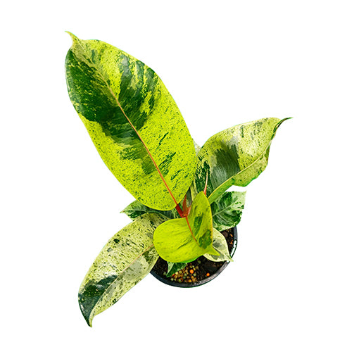 Ficus Shivierana 120mm