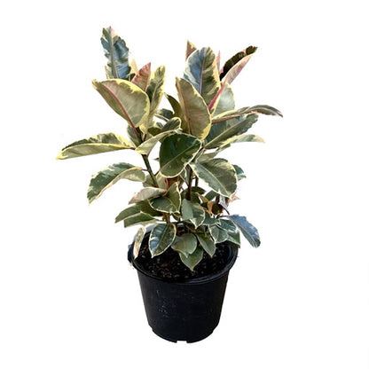 Ficus Tineke - Variegated Rubber Plant 200mm
