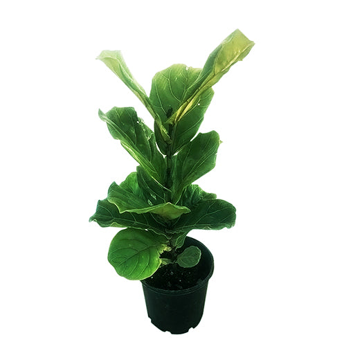 Fiddle Leaf Fig - Ficus Lyrata 200mm
