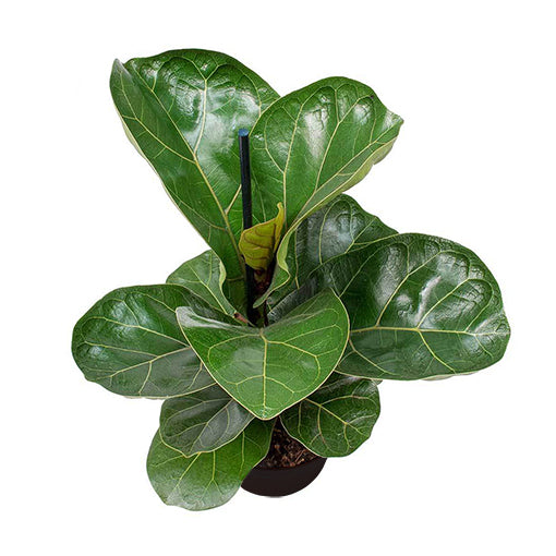 Ficus Lyrata &