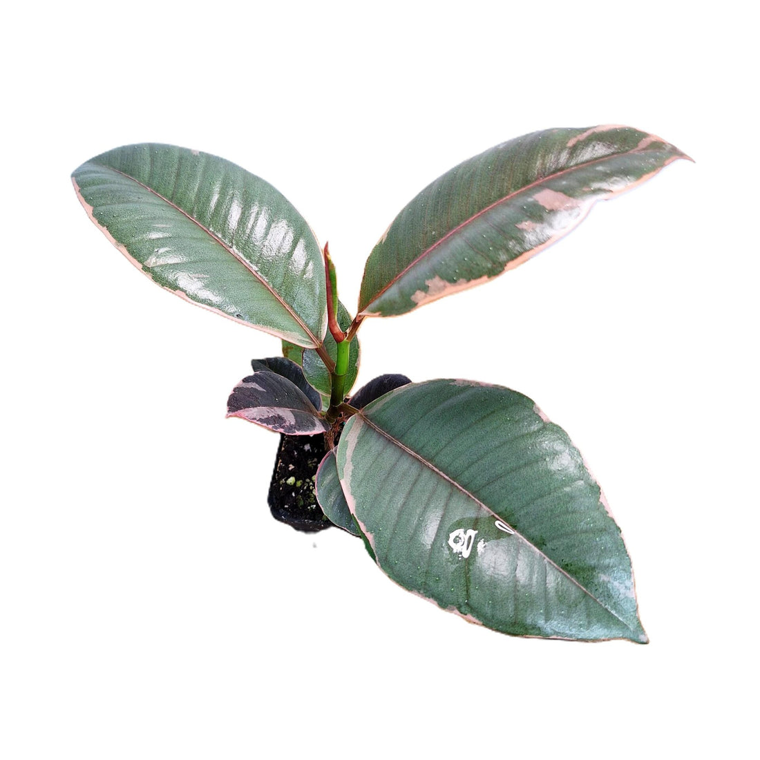 Ficus Elastica Ruby - Rubber Plant 70mm