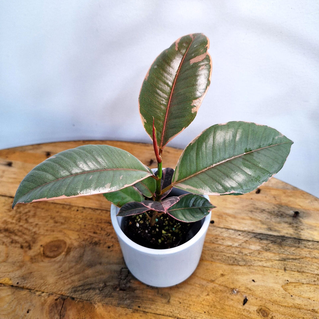 Ficus Elastica Ruby - Rubber Plant 70mm