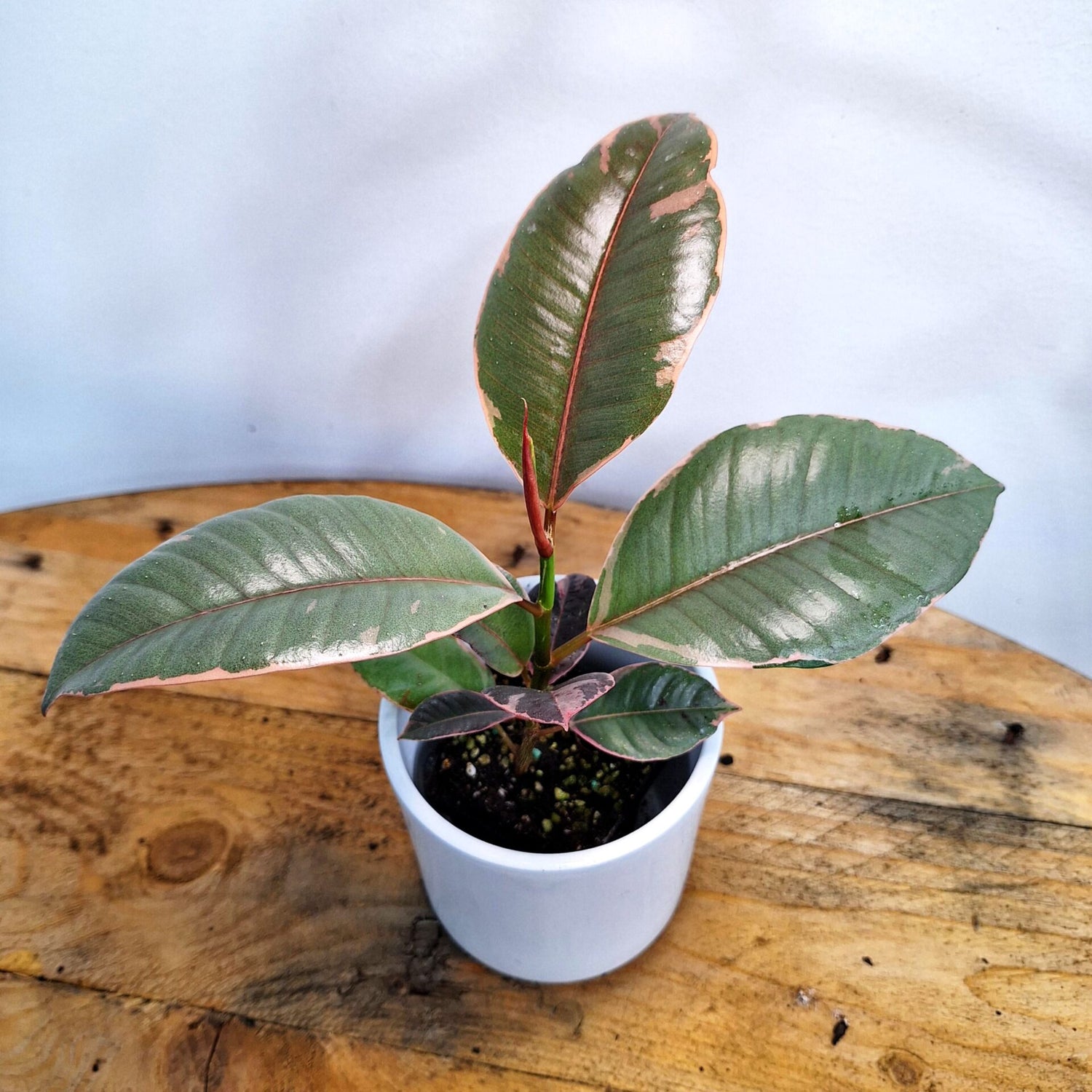 Ficus Elastica Ruby - Rubber Plant 70mm