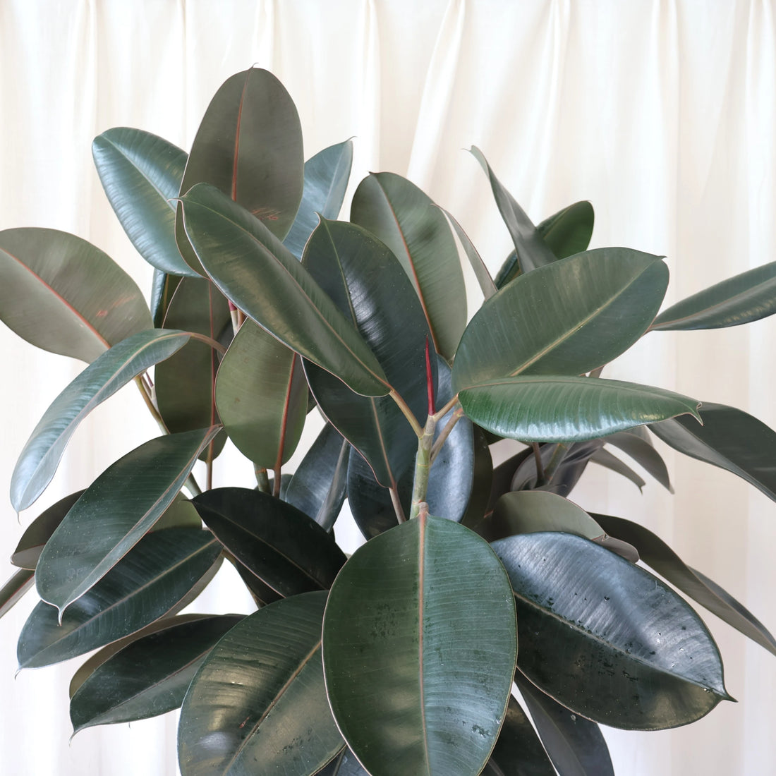 Ficus Burgundy 200mm